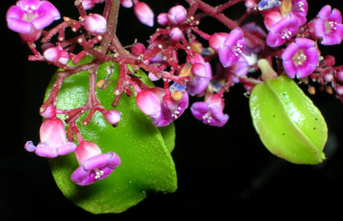 Những cách nâng ngực đơn giản giúp bạn cải thiện vòng 1 hiệu quả