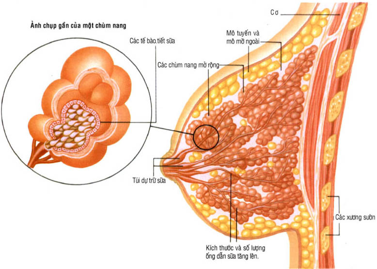 Tại sao vòng 1 nhỏ? - Lý giải & hướng dẫn cách làm ngực to hơn nguyên nhân ngực nhỏ
