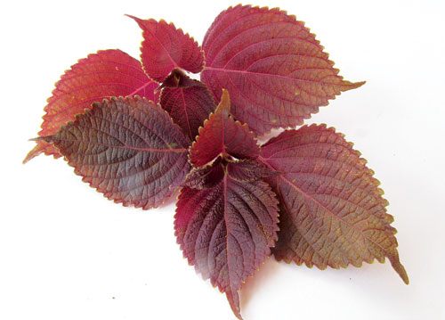 Lá tía tô giúp chữa nứt đầu ti hiệu quả nhanh chóng Lá tía tô giúp chữa nứt đầu nhũ hoa hiệu quả nhanh chóng